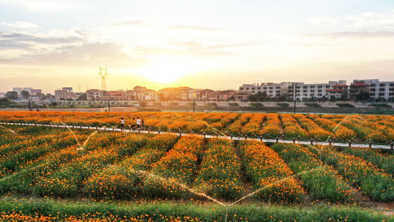 你闻，这里的冬日也可花香满城