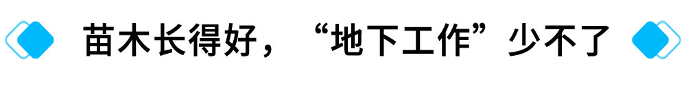 苗木长得好，“地下工作”少不了.jpg