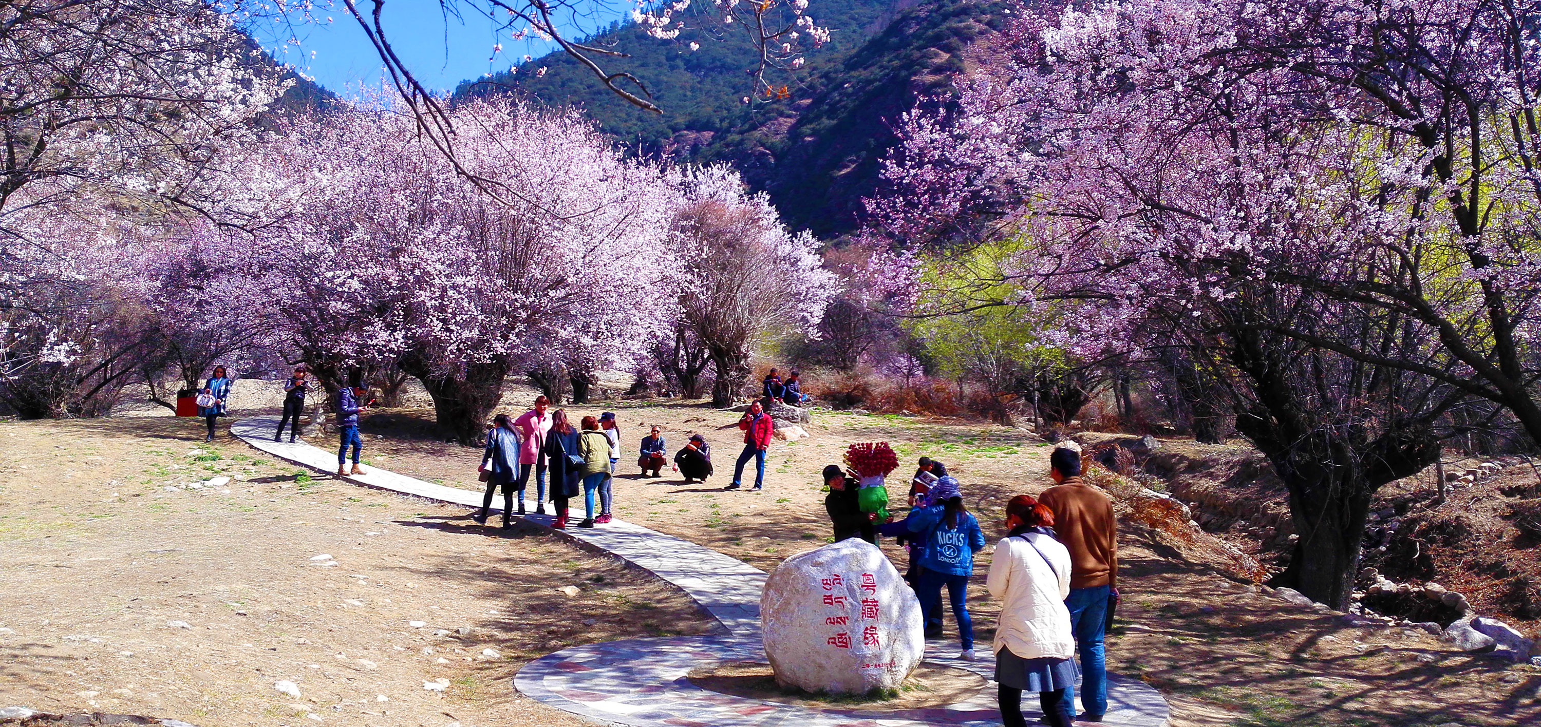 西藏林芝嘎拉桃花村.jpg